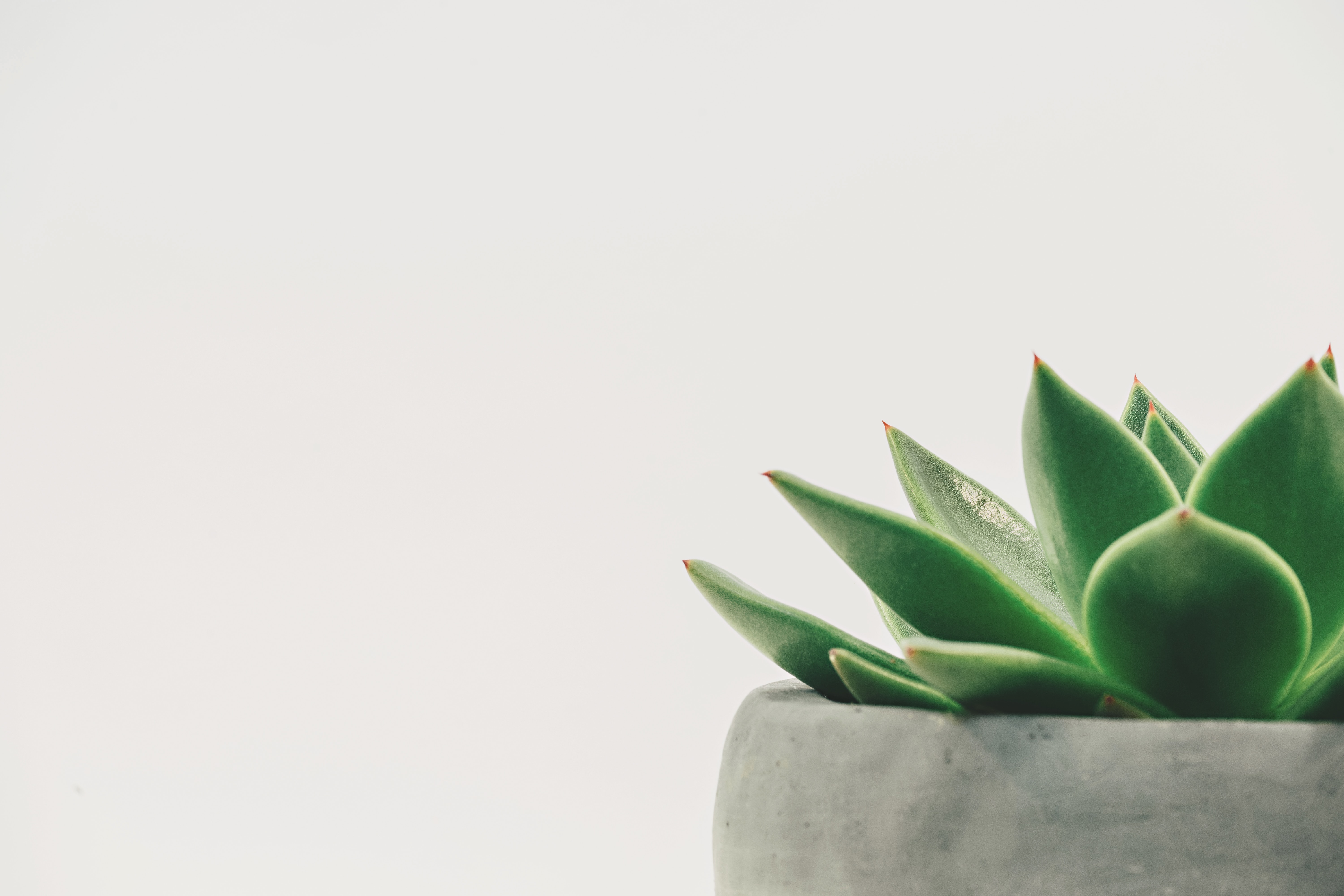 Green Plant - Photo by Scott Webb on Unsplash
